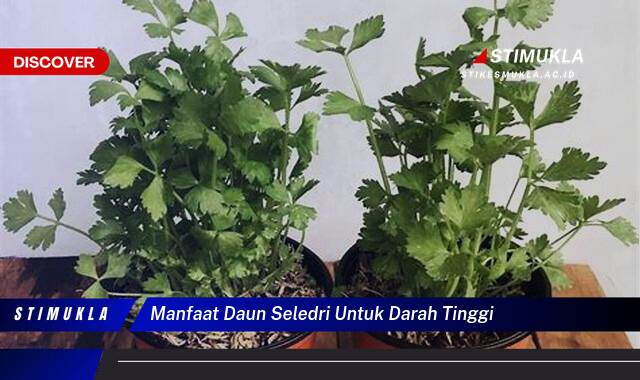 Ketahui 8 Manfaat Daun Seledri untuk Darah Tinggi, Turunkan Tekanan Secara Alami