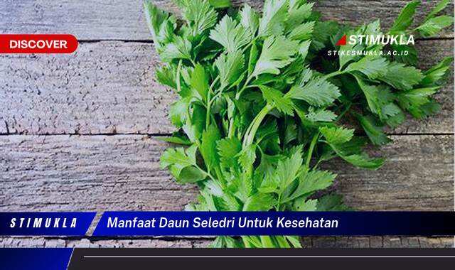 Ketahui 9 Manfaat Daun Seledri untuk Kesehatan Tubuh Anda Secara Menyeluruh