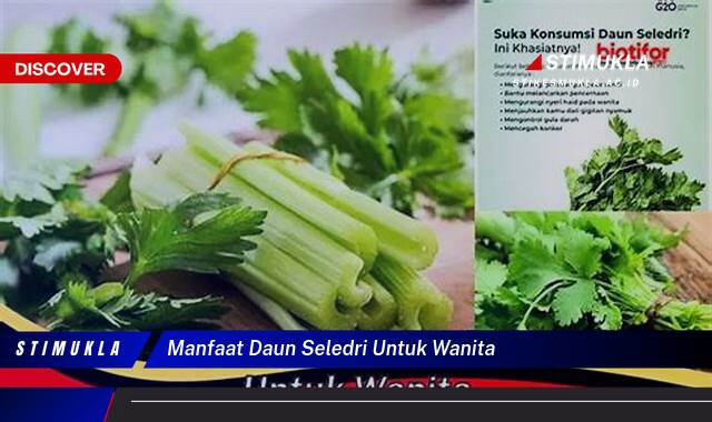 Ketahui 8 Manfaat Daun Seledri untuk Wanita,  Tips Kesehatan & Kecantikan Alami