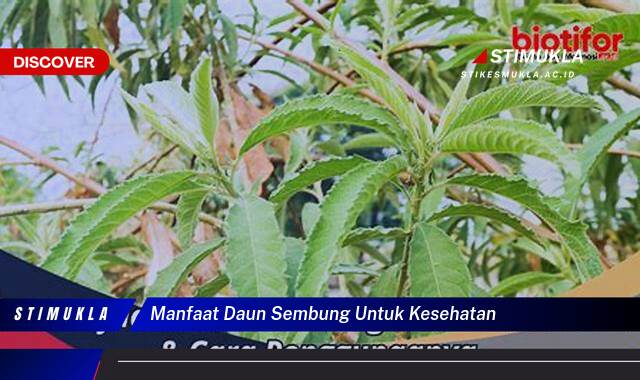 Temukan 9 Manfaat Daun Sembung untuk Kesehatan Tubuh Anda yang Luar Biasa