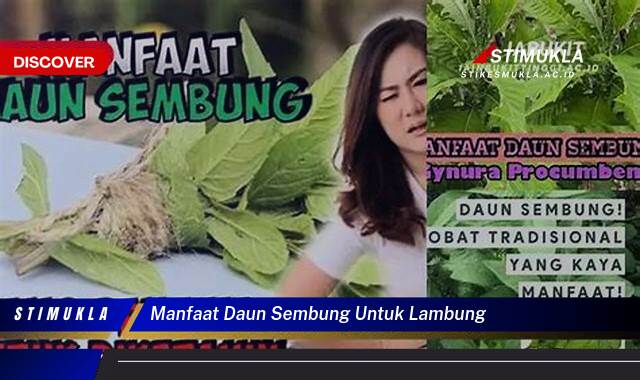 8 Manfaat Daun Sembung untuk Lambung Atasi Sakitmu Sekarang