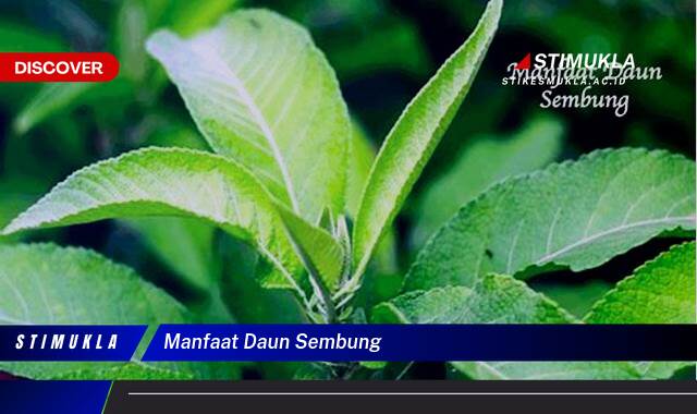 Ketahui 8 Manfaat Daun Sembung untuk Kesehatan Tubuh Anda Ketahui 8 Manfaat Daun Sembung untuk Kesehatan Tubuh Anda