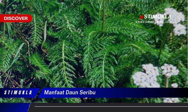 Inilah 10 Manfaat Daun Seribu untuk Kesehatan Anda