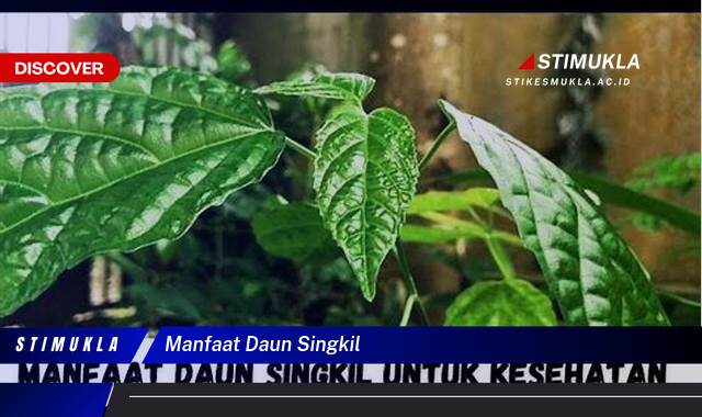 Inilah 10 Manfaat Daun Singkil untuk Kesehatan Anda