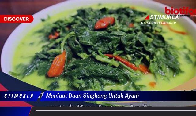 Ketahui 9 Manfaat Daun Singkong Untuk Ayam Kampung Ternak Pedaging