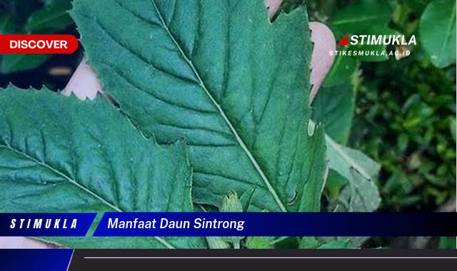 Ketahui 8 Manfaat Daun Sintrong untuk Kesehatan, Dari Akar Hingga Daun Ketahui 8 Manfaat Daun Sintrong untuk Kesehatan, Dari Akar Hingga Daun