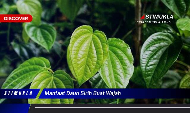 Temukan 9 Manfaat Daun Sirih Buat Wajah Cerah, Sehat, dan Bersih Alami