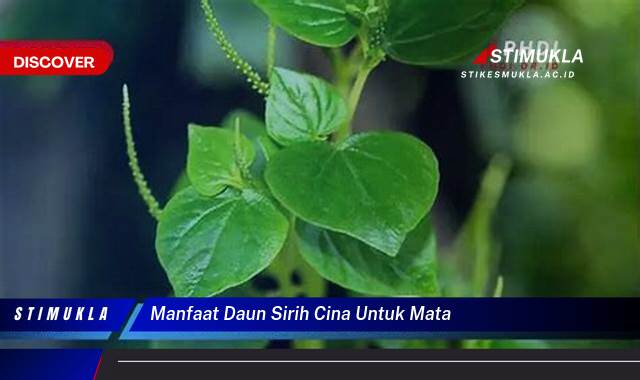 9 Manfaat manfaat daun sirih cina untuk mata Obati Iritasi Hingga Penglihatan Jernih