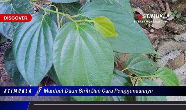 Ketahui 10 Manfaat Daun Sirih dan Cara Penggunaannya untuk Kesehatan Anda