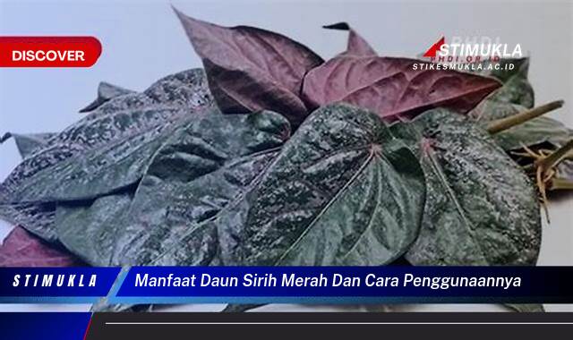 Ketahui 9 Manfaat Daun Sirih Merah untuk Kesehatan dan Cara Penggunaannya yang Efektif