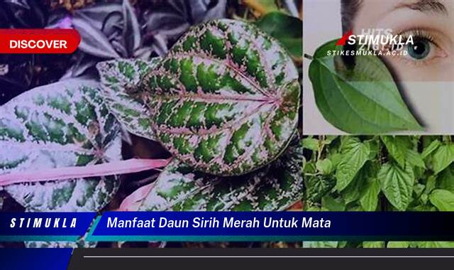 Temukan 8 Manfaat Daun Sirih Merah untuk Mata, Atasi Iritasi, Redakan Bengkak, dan Cegah Katarak Temukan 8 Manfaat Daun Sirih Merah untuk Mata, Atasi Iritasi, Redakan Bengkak, dan Cegah Katarak