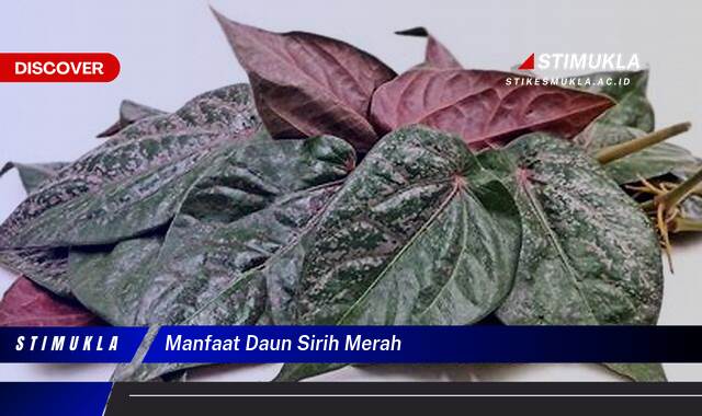 Ketahui 9 Manfaat Daun Sirih Merah untuk Kesehatan Anda | Khasiat & Cara Penggunaan Ketahui 9 Manfaat Daun Sirih Merah untuk Kesehatan Anda | Khasiat & Cara Penggunaan