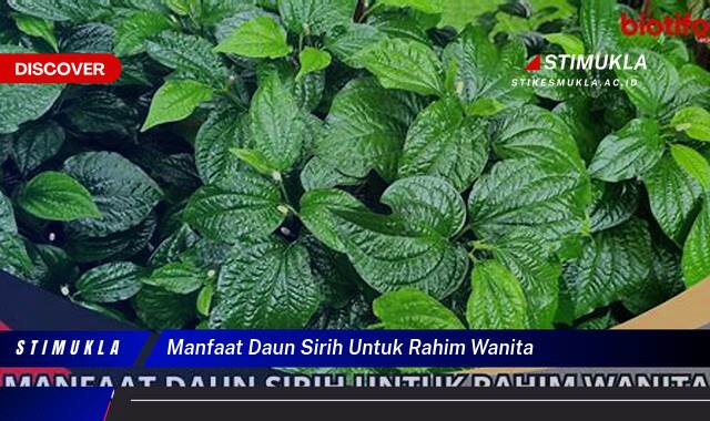 Inilah 10 Manfaat Daun Sirih Untuk Rahim Wanita dan Kesehatan Kewanitaan