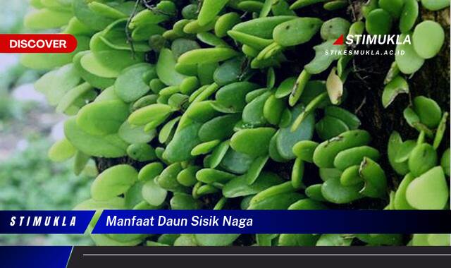 Ketahui 10 Manfaat Daun Sisik Naga untuk Kesehatan Anda