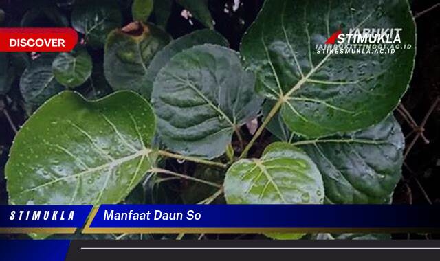 9 Manfaat Daun So Ungkap Rahasia Kesehatan Alami