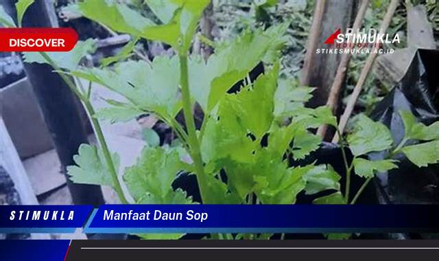 Ketahui 10 Manfaat Daun Sop untuk Kesehatan Tubuh Anda