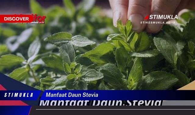 Ketahui 10 Manfaat Daun Stevia untuk Kesehatan dan Cara Mengolahnya