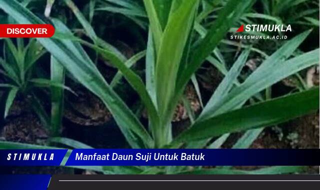 Ketahui 10 Manfaat Daun Suji untuk Batuk Redakan Iritasi dan Gatal Tenggorokan