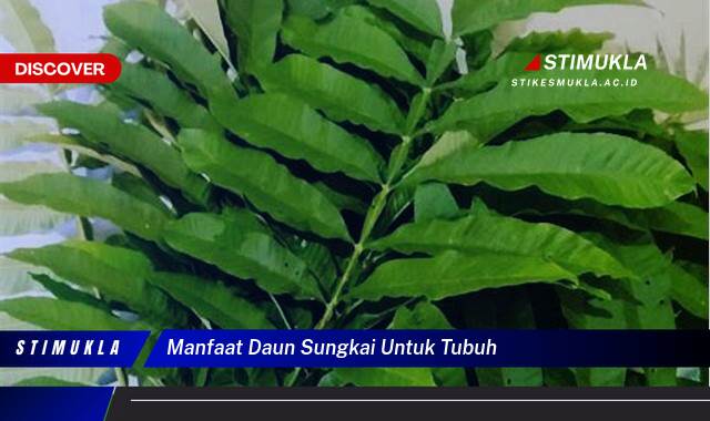 8 Manfaat Daun Sungkai untuk Tubuh, Kesehatan, Kecantikan, dan Kebugaran