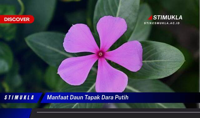 Ketahui 10 Manfaat Daun Tapak Dara Putih untuk Kesehatan