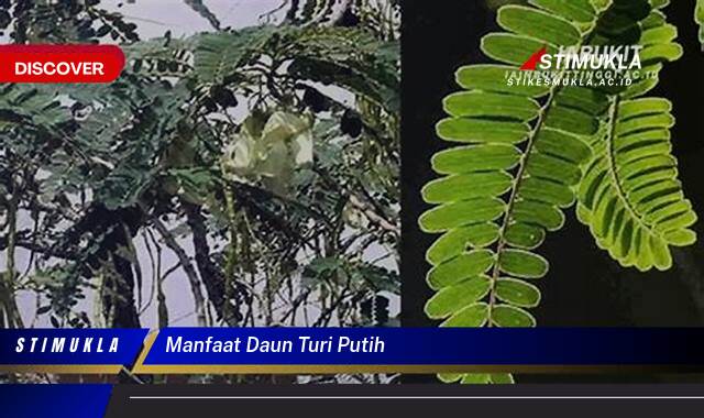 9 Manfaat Daun Turi Putih Rahasia Kesehatan Terungkap