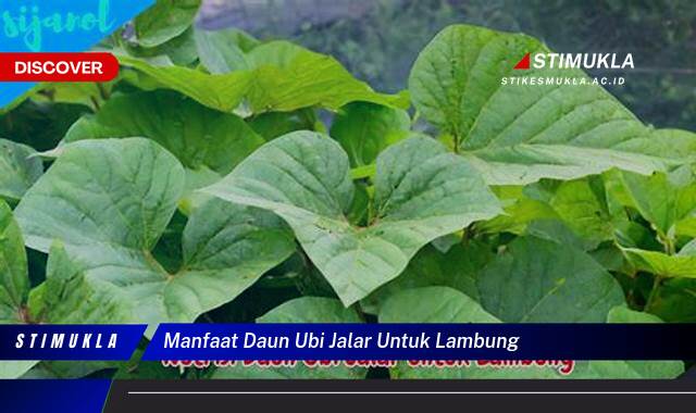 Inilah 8 Manfaat Daun Ubi Jalar untuk Lambung Atasi Maag dan Asam Lambung