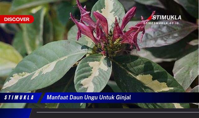 10 Manfaat Daun Ungu untuk Ginjal, Detoks & Pembersih Alami