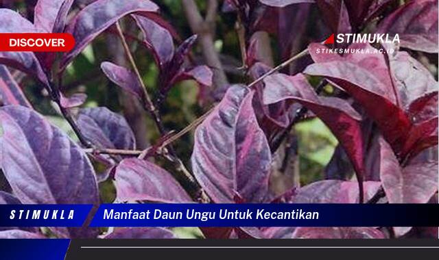 10 Manfaat manfaat daun ungu untuk kecantikan Rahasia Kulit Lebih Glowing