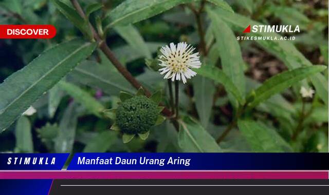 8 Manfaat Daun Urang Aring untuk Kesehatan dan Kecantikan Kulit