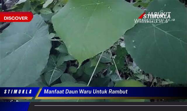 Temukan 10 Manfaat Daun Waru untuk Rambut Sehat Berkilau Alami dan Kuat