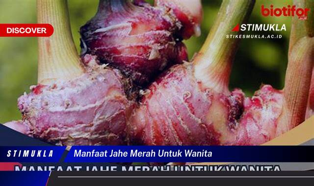 Ketahui 10 Manfaat Jahe Merah untuk Wanita, Mengatasi Nyeri Haid Secara Alami