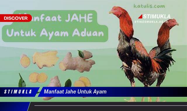 8 Manfaat Jahe untuk Ayam, Ungkap Khasiatnya Kini