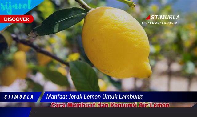 Ketahui 10 Manfaat Jeruk Lemon untuk Lambung, Meringankan Asam Lambung dan Masalah Pencernaan Lainnya