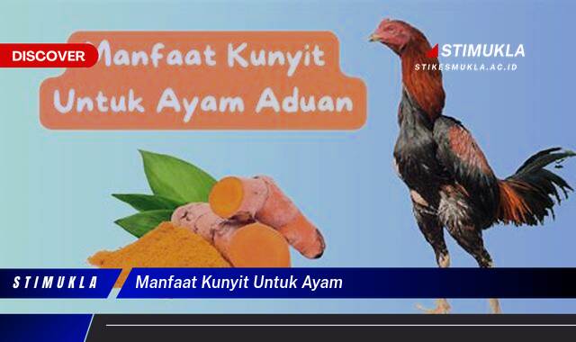 Ketahui 9 Manfaat Kunyit Untuk Ayam, Meningkatkan Kesehatan dan Produktivitas