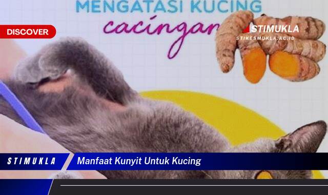 Ketahui 9 Manfaat Kunyit Untuk Kucing dan Cara Pemberiannya yang Aman