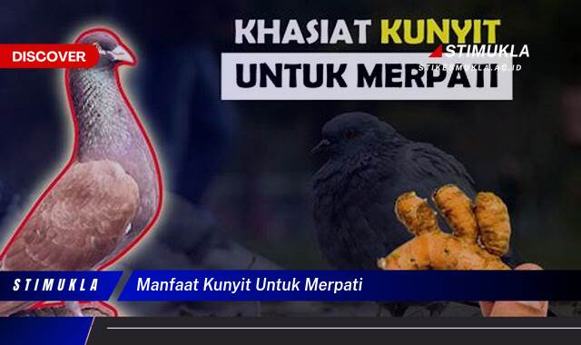 Inilah 9 Manfaat Kunyit Untuk Merpati, Tingkatkan Kesehatan & Performa