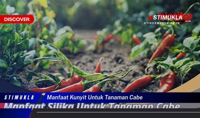 10 Manfaat Kunyit untuk Tanaman Cabe, Cegah Hama dan Penyakit