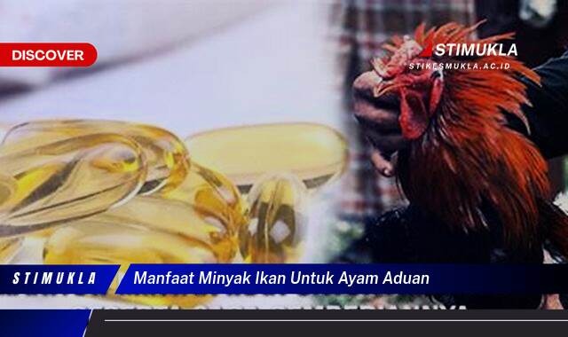 10 Manfaat manfaat minyak ikan untuk ayam aduan Rahasia Kekuatan dan Stamina