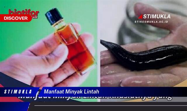 Ketahui 10 Manfaat Minyak Lintah untuk Kesehatan dan Kecantikan Kulit Anda Ketahui 10 Manfaat Minyak Lintah untuk Kesehatan dan Kecantikan Kulit Anda