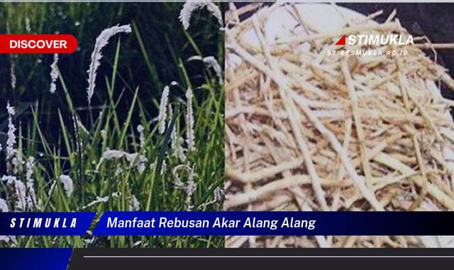 Inilah 8 Manfaat Rebusan Akar Alang Alang untuk Kesehatan Tubuh Anda