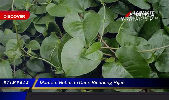 Ketahui 8 Manfaat Rebusan Daun Binahong Hijau untuk Kesehatan Tubuh Anda