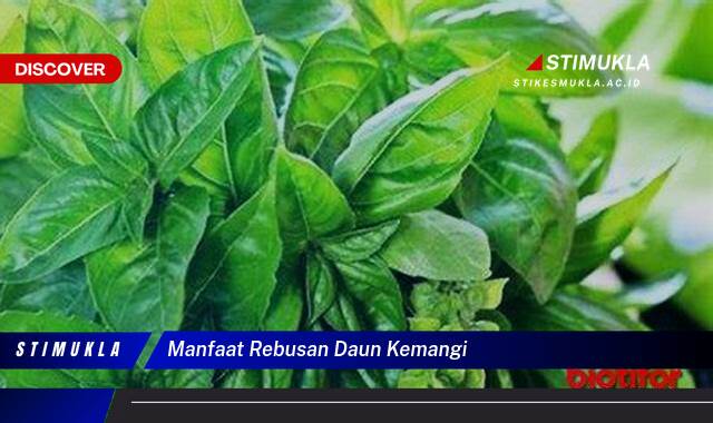 Ketahui 8 Manfaat Rebusan Daun Kemangi untuk Kesehatan Tubuh Anda