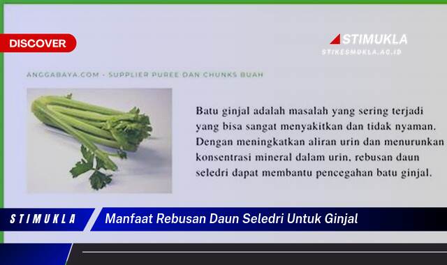 Inilah 10 Manfaat Rebusan Daun Seledri untuk Ginjal, Batu, Infeksi & Kesehatan