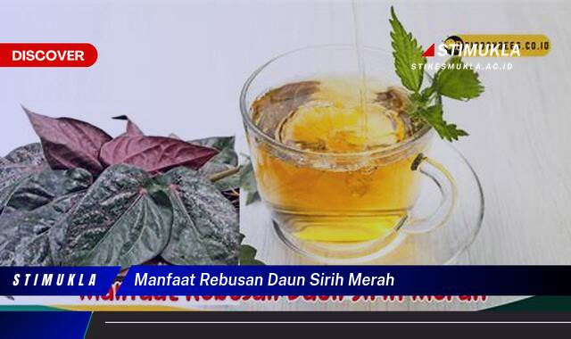 Ketahui 8 Manfaat Rebusan Daun Sirih Merah untuk Kesehatan Tubuh Anda