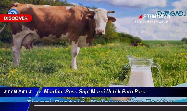 8 Manfaat susu sapi murni untuk paru paru pernapasan lebih sehat dan kuat