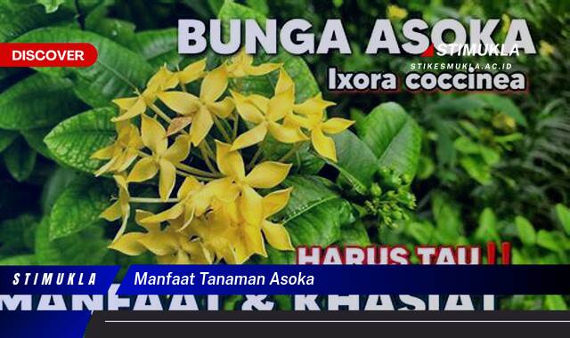 8 Manfaat manfaat tanaman asoka, Rahasia Kesehatan Terungkap