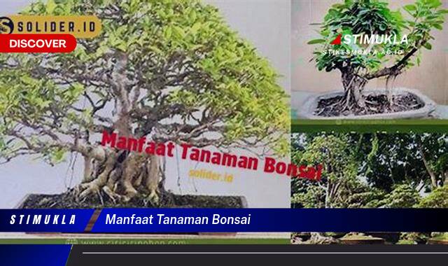 9 Manfaat Tanaman Bonsai Temukan Keindahan Tersembunyi