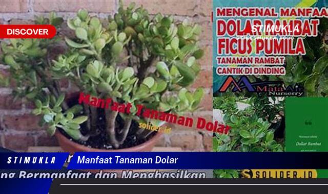 Temukan 9 Manfaat Tanaman Dolar Bagi Kesehatan dan Keberuntungan Anda