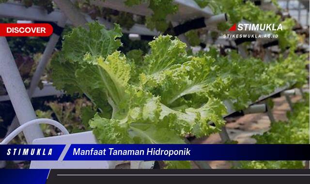 Ketahui 8 Manfaat Tanaman Hidroponik untuk Kebun Rumah Anda dan Dapatkan Hasil Panen Melimpah