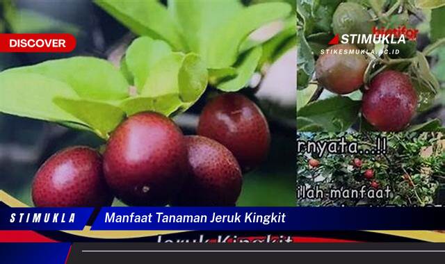 10 Manfaat Tanaman Jeruk Kingkit untuk Kesehatan dan Kecantikan